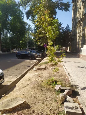 Фото 1 Не указано в центре города