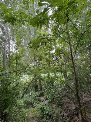 Фото 5 Участок в Кибрайском районе